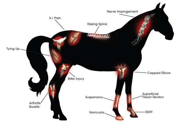 Laser Therapy in Veterinary Rehabilitation and Pain Management