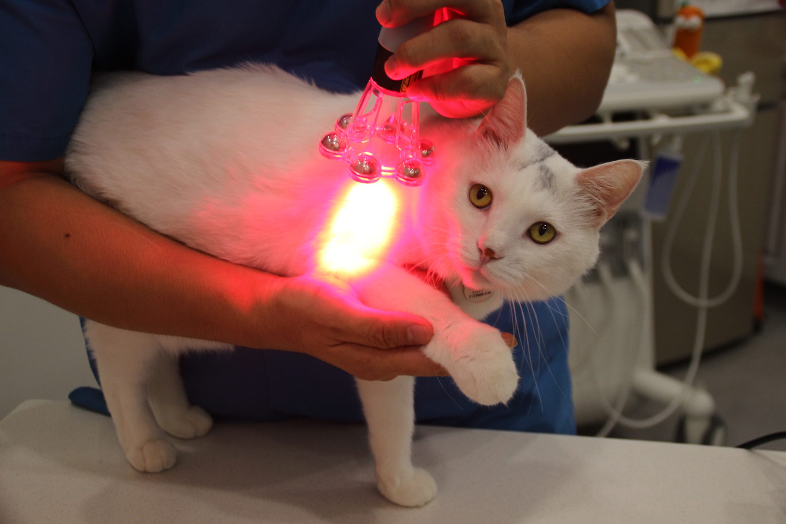 Laser Therapy in Veterinary Rehabilitation and Pain Management